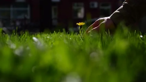 close-up of a young man's hand picking a lonely yellow dandelion Stock Footage 154159351
