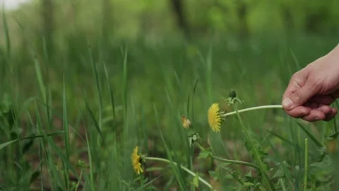 Close-up of a young man's hand picking a lonely yellow dandelion 库存影片 335266522