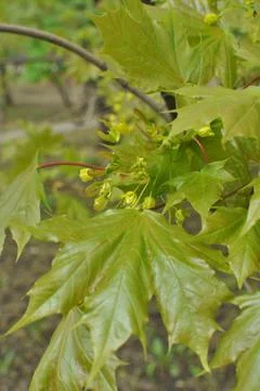 Close-up of young maple leaves. Maple (lat. cer). Maple leaves and flowers Stock Photos