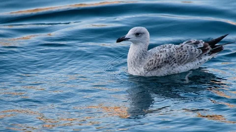 Close-up of a young Mediterranean gull that swims in the sea Stock Footage 127057175