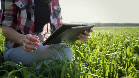 Close-up young modern farmer using digital tablet on wheat field. Checking plant Stock Footage 155460077