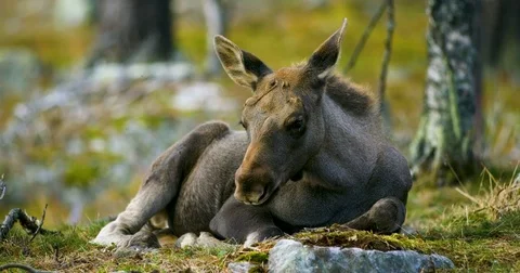 Close-up of a young moose calf rests on the forest floor Stock Footage 80442819