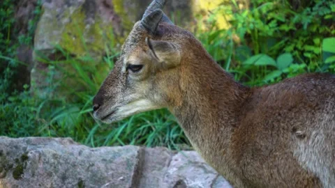 Close up of young Mouflon Stock Footage 260143993