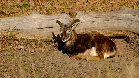 Close-up of young mouflon ram resting Stock Footage 327207268