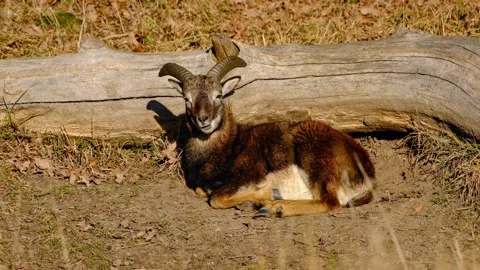 Close-up of young mouflon ram resting in the sun Stock Footage 327859309