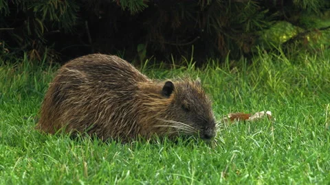 Close-up, Young Muskrat Eats Green Grass in the Clearing in the Park Early In Stock Footage 160259321