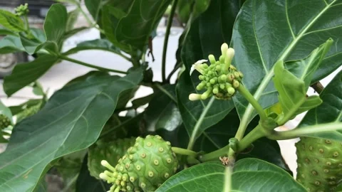 Close-up of young noni fruit with fresh green leaves and small white blossoms Stock Footage 321193256