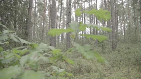 Close up of young oak leafes Video stock 74697154