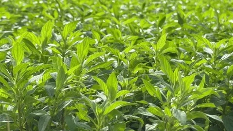 Close up of young Ocimum basilicum plants growing densely while an irrigation 스톡 동영상 326051853
