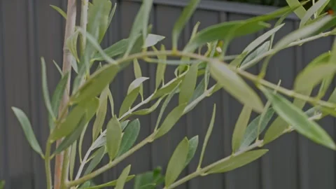 Close-Up Young Olive Tree Leaves in Breeze, Overcast Light Colorbond fence Stock Footage 304093111