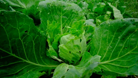 Close up of young organic white cabbage - revealing more plants and chickens Stock Footage 321547676