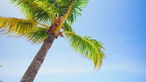 Close-up of a young palm tree against a blue sky. Sea coast on a sunny day. Stock Footage 234816884