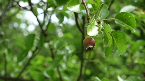 Close-up of a young pear fruit growing on a tree branch in a lush green orchard 스톡 동영상 335103502