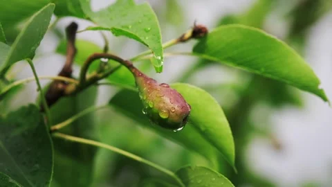 Close-up of a young pear hanging from a branch after rain Stock Footage 318550650