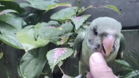 Close up of a young pet parrot interacting with human hand Видео 336976353