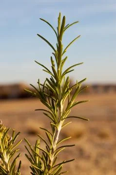 Close-up of young pine branch in the field Stock Photos