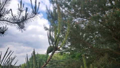 Close-up of young pine branches with big needles on overcast day Stock Footage 219958477