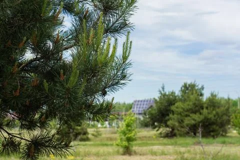 Close-up of young pine branches with a house in the background equipped wit.. Stock Photos