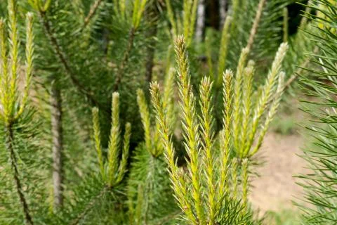 Close-up of young pine branches on a pine tree Stock Photos
