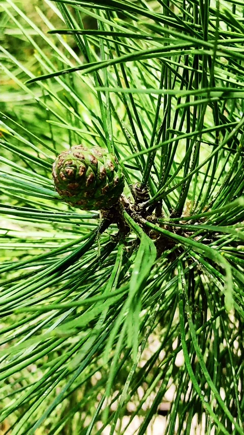 Close-up of a young pine cone among the needles. Vertical video Stock Footage 154832279