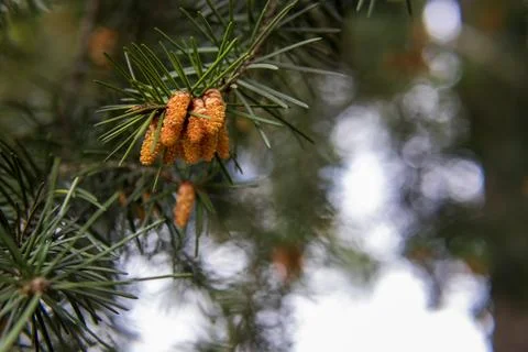 Close-up of young pine cones on a branch with green needles. Stock Photos