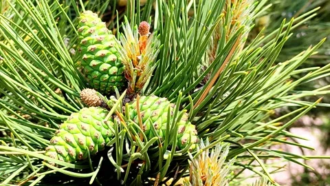 Close-up of young pine cones on a swaying branch Stock Footage 155001154