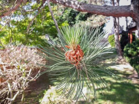 Close-up of young pine pollen cones growing on a pine branch in a garden. Foto stock