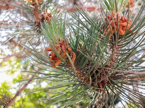 Close-up of young pine pollen cones growing on a pine branch in a garden. Stock Photos