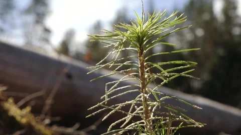 Close-up of young pine seedling needles in sharp focus against a softly blurred Stock Footage 334664695