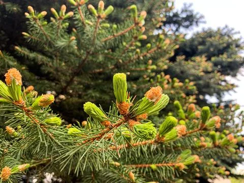 Close-up of young pine shoots. Stock Photos