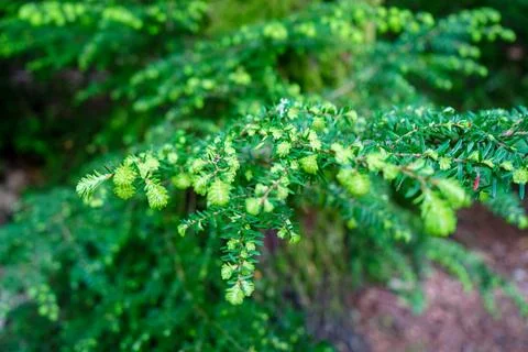 Close up of young pine tree needles 库存照片