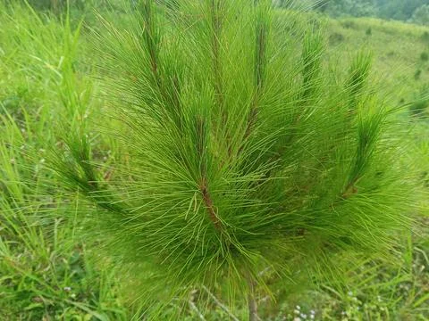Close-Up of Young Pine Tree Needles in Natural Forest Field Stock Photos