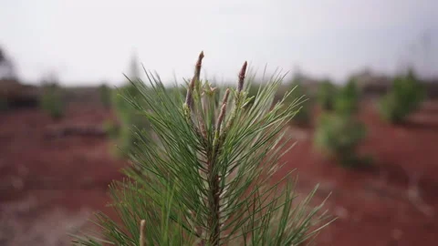 Close-up of a young pine tree sapling with fresh green needles in a natural Stock Footage 302878447