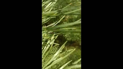 Close-up of a Young Pine Tree Sapling with Vibrant Green Needles Growing in Natu Video stock 334905473