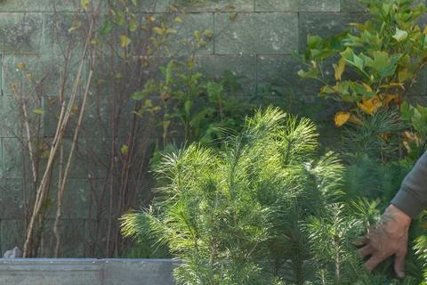 Close-up of young pine tree seedlings in a nursery Stock-Fotos