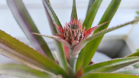 Close up of a young pineapple fruit emerging from the center of a tropical .. Fotos Stock