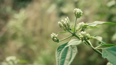 Close up of young plant Stock Footage 120698334