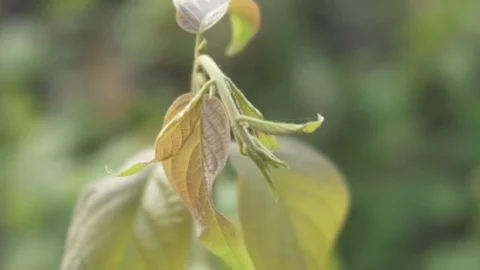 Close up of young plant Video stock 120698549