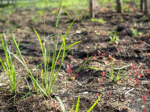 Close up Young plant growing over green environment Foto stock