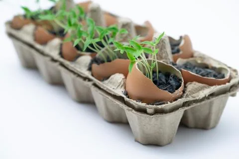 Close up young plants grown in the eggshell 스톡 사진