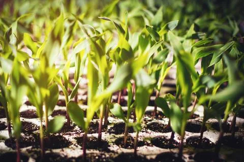 Close-up of young plants ready to be planted 写真素材