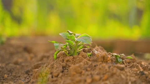 Close-up of a young potato sprouting from the soil in a garden bed. Smooth Stock Footage 311844932