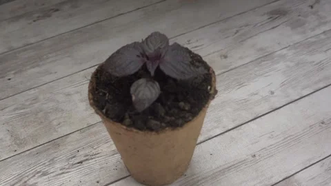 Close up of a young purple shiso perilla plant growing in a biodegradable p.. Stockbeeldmateriaal 338328612