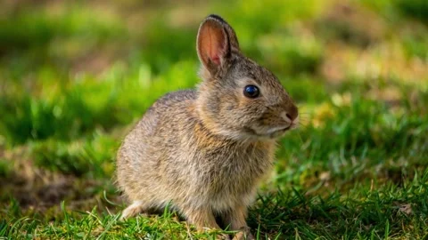Close Up of Young Rabbit Sitting in Green Grass Vídeo Stock 336267929
