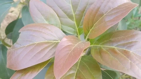 Close up of young red avocado tree shoots and fresh leaves in orchard Stock Footage 340376360