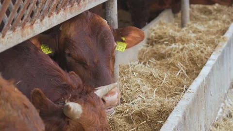 Close-up of Young red calves look at the camera and chew hay. Cattle. 库存影片 179091782