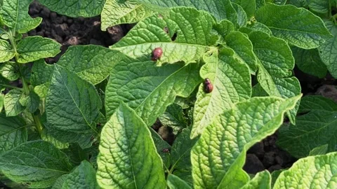 Close Up Of Young Red Colorado Beetle Larvae Eating Green Potato Leaves Stock Footage 340097423
