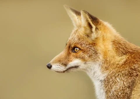 Close up of a young red fox Stock Photos