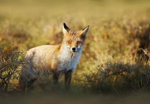 Close up of a young Red fox Stock Photos