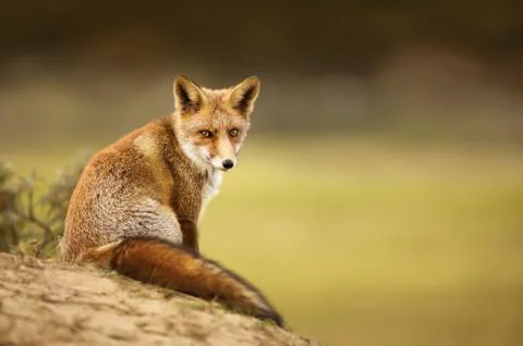 Close-up of a young red fox resting on sand in Autumn. Stock Photos